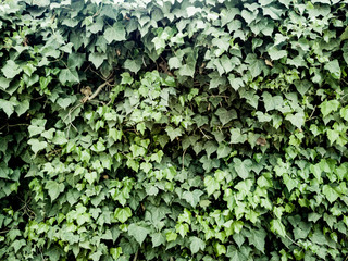 ivy on wall