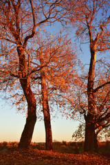 Fototapeta premium Red autumn trees. Beautiful seasonal landscape. 