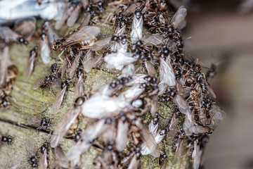 lots of flys gathering on the wooden plank