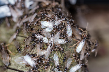 lots of flys gathering on the wooden plank