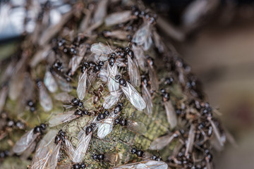 lots of flys gathering on the wooden plank