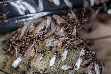 lots of flys gathering on the wooden plank