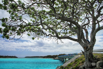 Fototapeta premium Big tree by Mouli Bridge between Ouvea and Mouli islands, Loyalty Islands, New Caledonia.