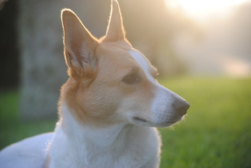 Dog relaxed possing in summer sunset 