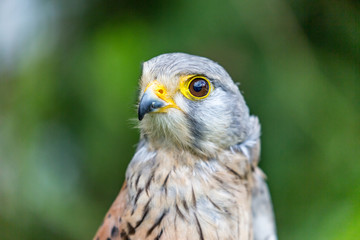 Close-up portrait of beautiful Lesser Kestrel, Latin Falco Naumanni, posing outside, blurred...