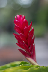 Macro Close up of Beautiful Red Flower with Shallow Depth of Field