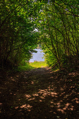 small narrow trail in the woods