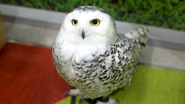 A polar owl sits and stares intently. White big owl