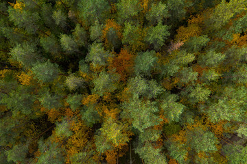 Latvian autumn nature. Forest. View from the top.