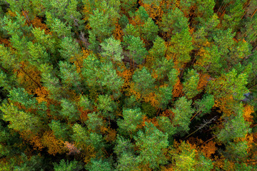 Latvian autumn nature. Forest. View from the top.