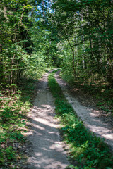 Fototapeta na wymiar small narrow trail in the woods