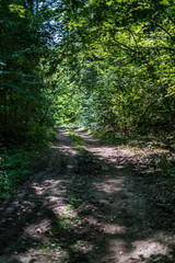 small narrow trail in the woods