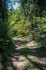 small narrow trail in the woods