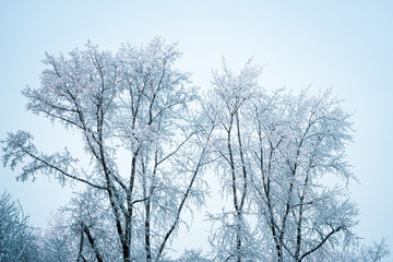 Beautiful winter landscape: forest trees, pines and firs covered with snow on a sunny Christmas day, against the sky