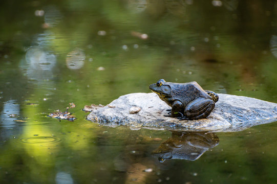 Side view of bullfrog sitting on a rock in a green pond with its reflection beneath it