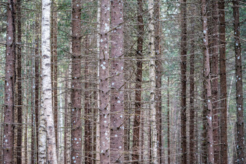 Obraz premium tree trunk wall in forest