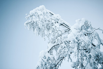 Frozen tree branches and bushes covered in snow on a sunny winter Christmas morning, on a sky...