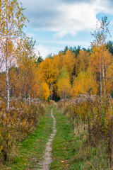 Pathway in autumn nature among orange color trees in fall season