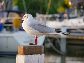 Seagull on harbor pillar in evening shine