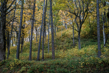 Obraz premium golden yellow colored tree leaves inn the park