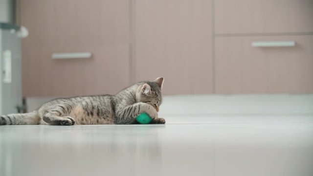 Happy small cat playing with a green jumping ball 4K. Long shot slow motion tracking a small cat around the apartment playing with small ball.