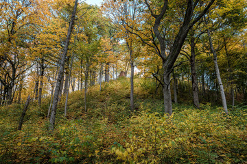 golden yellow colored tree leaves inn the park