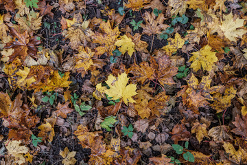 autumn pattern. abstract with green tree leaves