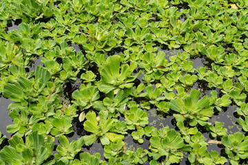  Grünen Wasserpflanzen Wasserpflanze im Teich