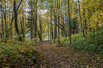 Obraz premium golden yellow autumn road in sunny day