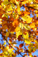 Fototapeta na wymiar Herbst im Rotbuchenwald