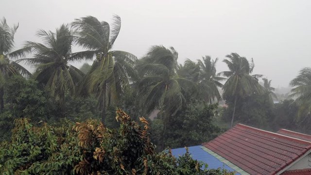  Tropical storm with torrential rain, high winds blowing palm trees and house over