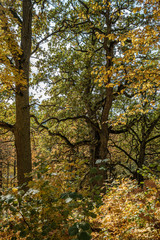 golden yellow colored tree leaves inn the park