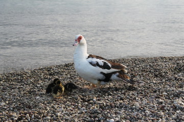 duck with ducklings on the beach