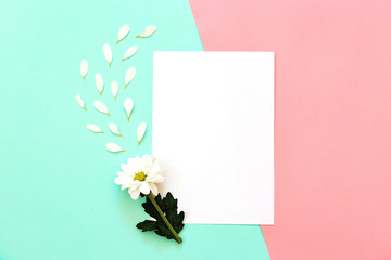 White chrysanthemum with copy space on a mint and pink background