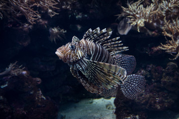 Feuerfisch giftig und wunderschön