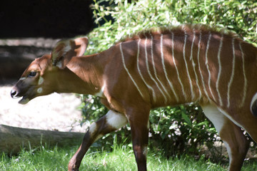 Bongokalb