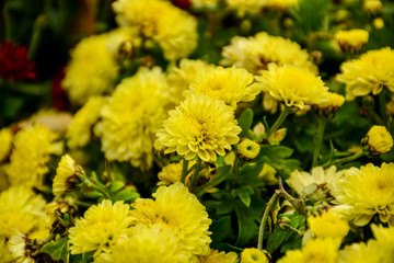 Beautiful autumn chrysanthemum flowers. Park, nature.