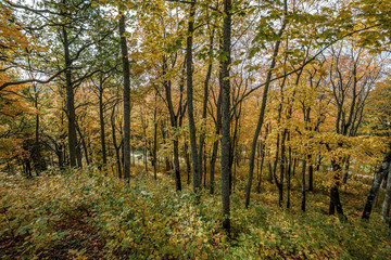Fototapeta premium golden yellow colored tree leaves inn the park