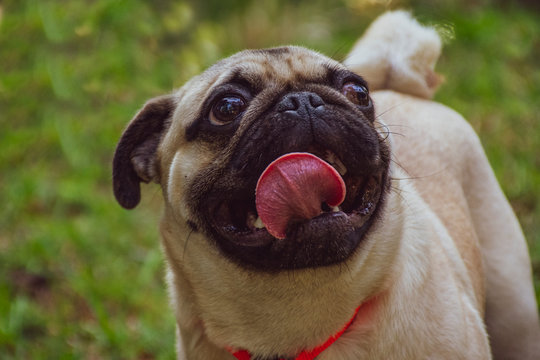 Pug, doguillo o carlino es una raza de perro de origen hist&oacute;rico en China. Es un perro peque&ntilde;o de tipo molosoide, utilizado como mascota