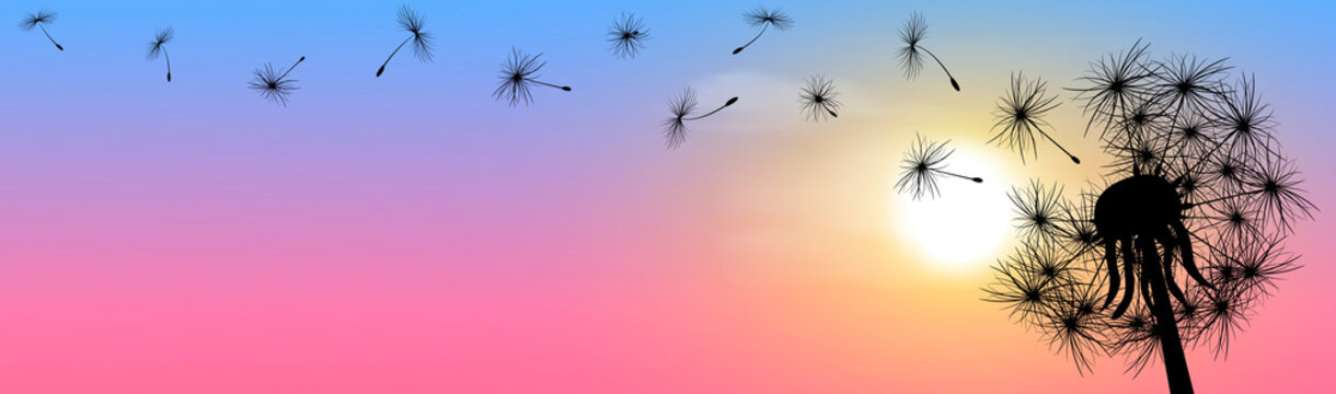 Fluffy dandelion sun sunset sky banner. Dandelion, flowering plant. Silhouette of a dandelion on a background of sky and sun