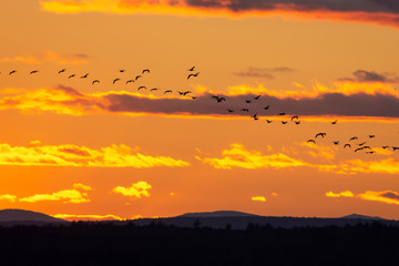 Fototapeta premium Geese flying through sunset, zoom
