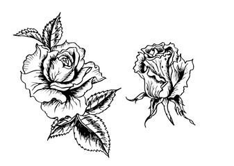 Obraz premium Roses, black and white graphic drawing in retro style. Floral vector illustration with a roses.