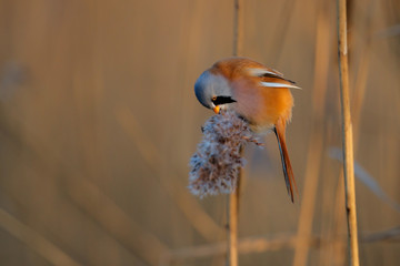 Bearded reedling male eating seeds in the reed in the late afternoon sunlight in wintertime in the Netherlands