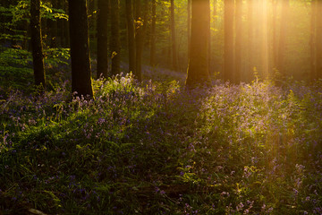 Dorking, UK. Spectacular bluebell display in Surrey woods