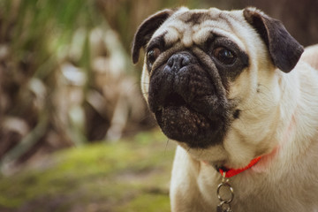 Pug, doguillo o carlino es una raza de perro de origen histórico en China. Es un perro pequeño de tipo molosoide, utilizado como mascota