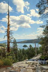 Emerald Bay Tree 2