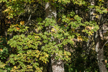 autumn colored yellow tree leaves in the forest