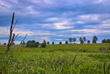 bagnisko z trzcinami © Piotr