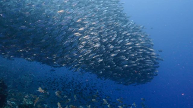 Bait ball / school of fish in coral reef of Caribbean Sea around Curacao