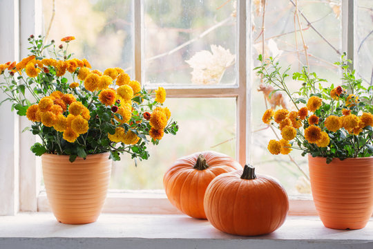 Fototapeta chrysanthemums  and pumpkins on old white  windowsill